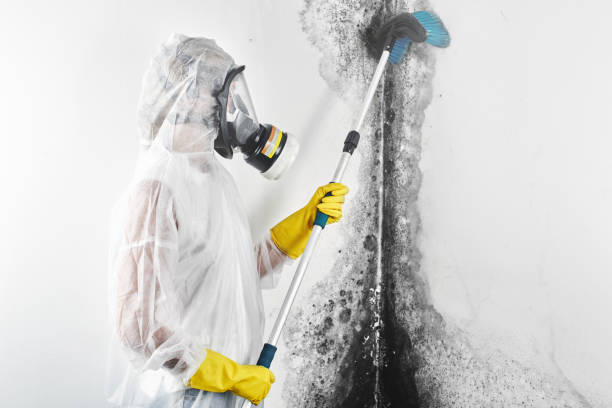 Best Mold Removal for HVAC Installations  in Rib Mountain, WI