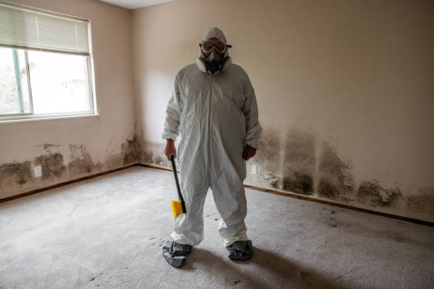 Reliable Rib Mountain, WI Mold Removal Solutions